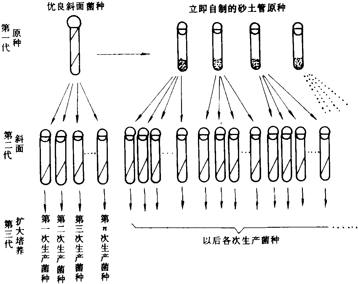 二、黑曲霉檸檬酸生產(chǎn)菌退化的預(yù)防和復(fù)壯